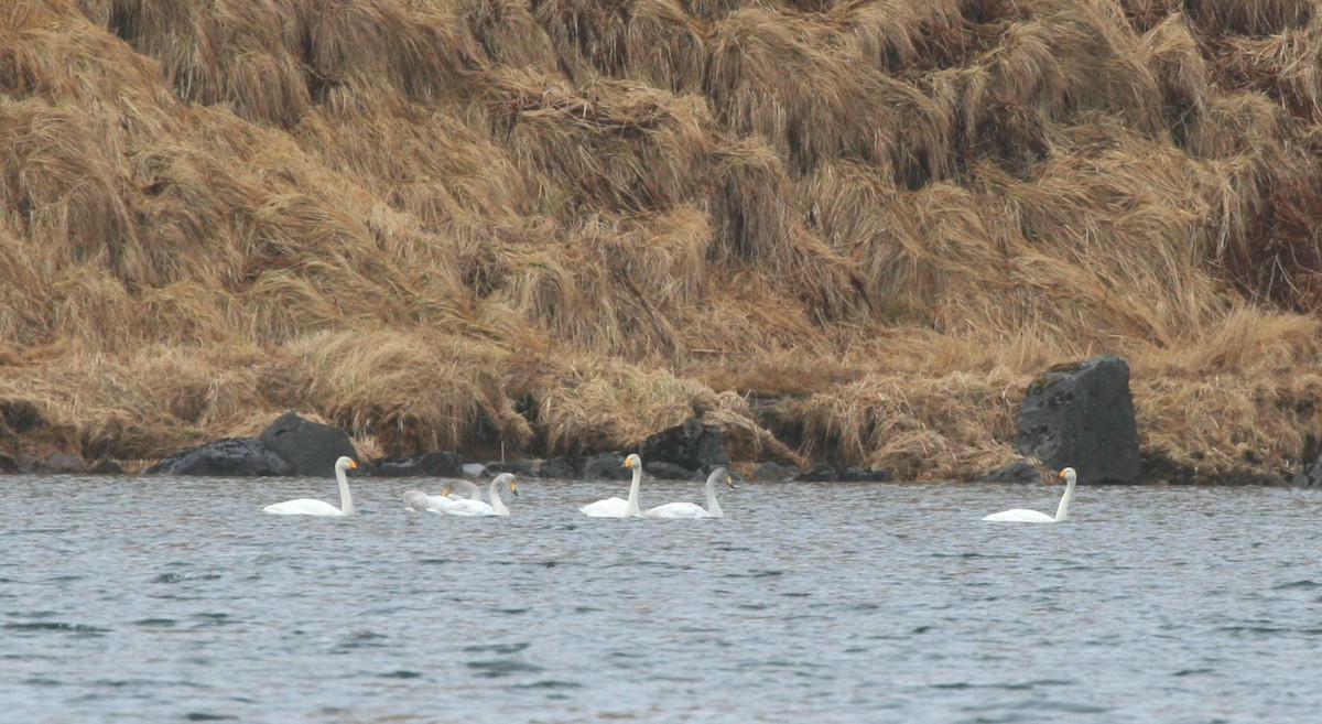 eBird Checklist - 12 Apr 2009 - West Lake Andrew Adak - 12 species