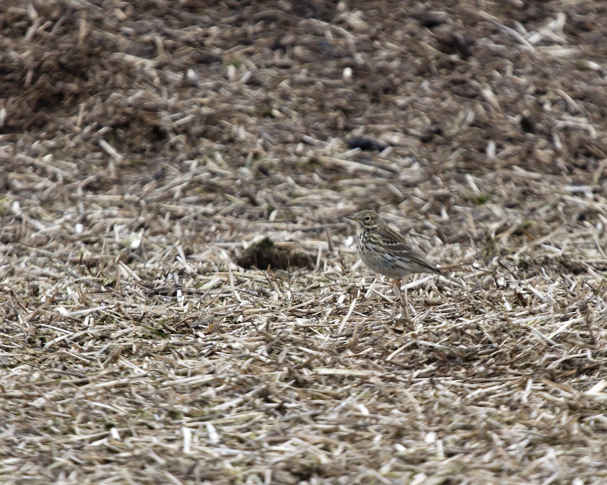 Meadow Pipit - ML91338711