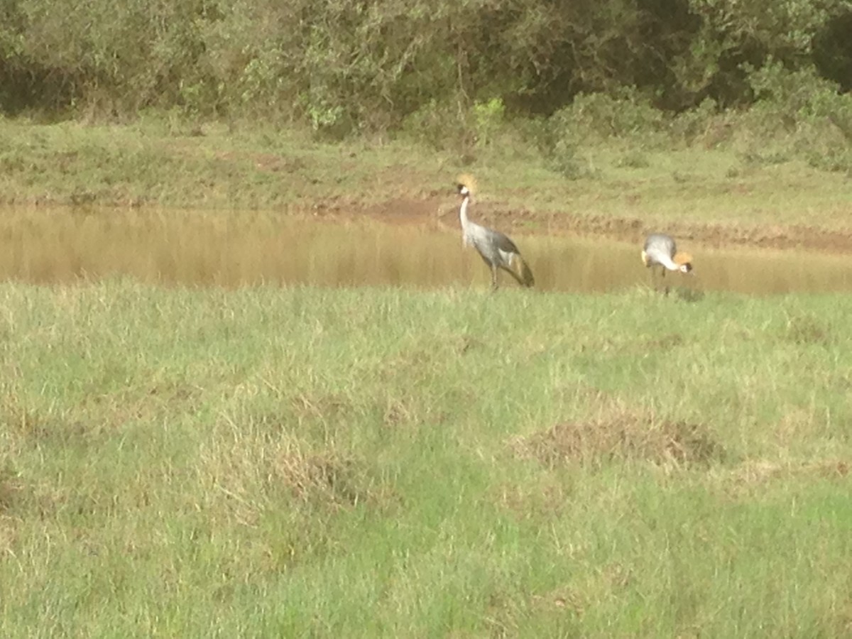 Gray Crowned-Crane - ML91339951