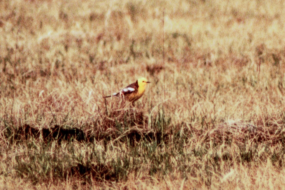 Citrine Wagtail (Gray-backed) - ML91341131