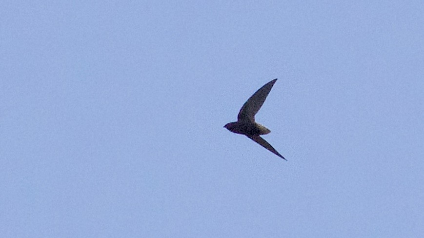 Short-tailed Swift - ML91341761