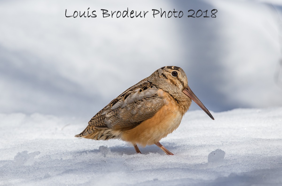 American Woodcock - Louis Brodeur