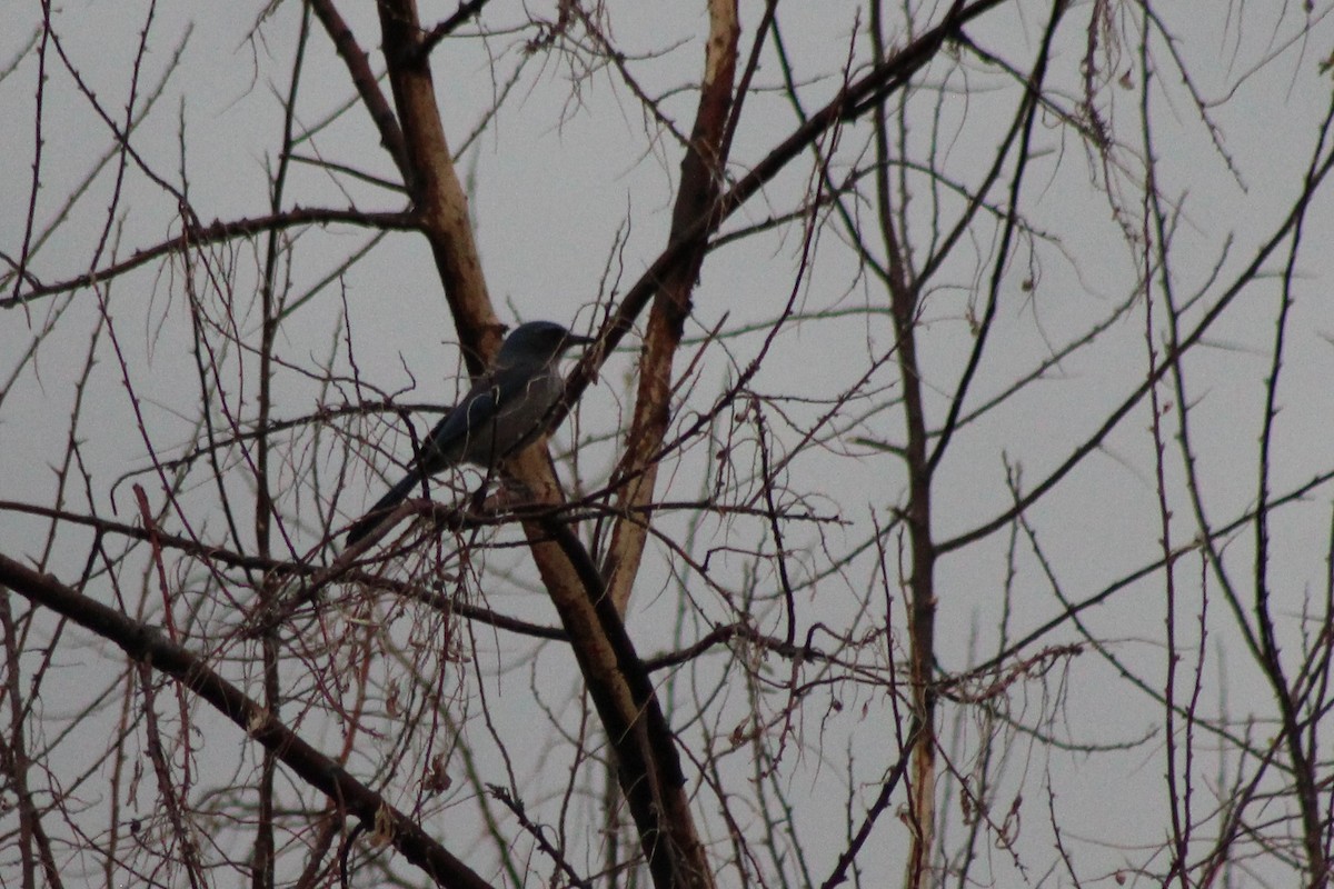 Woodhouse's Scrub-Jay - David Lerwill