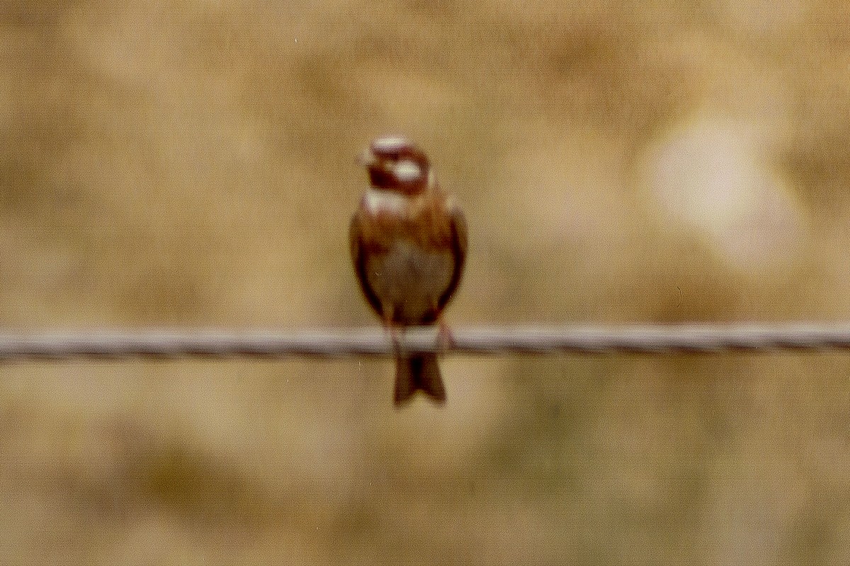 Pine Bunting - ML91342851