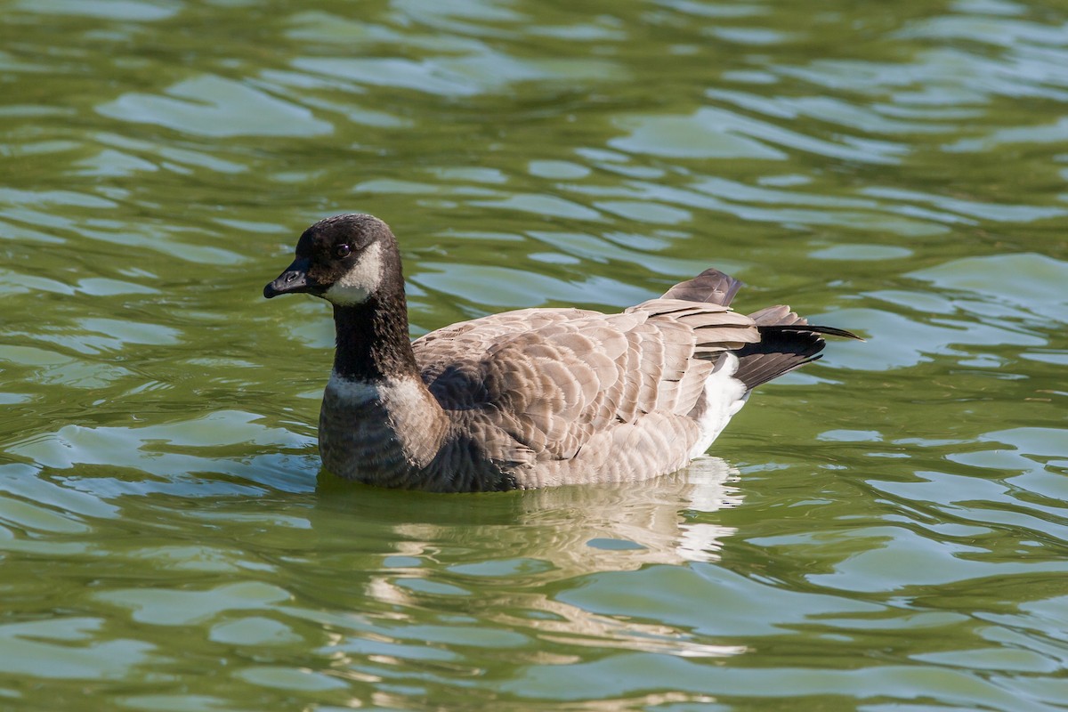 シジュウカラガン - ML91343011