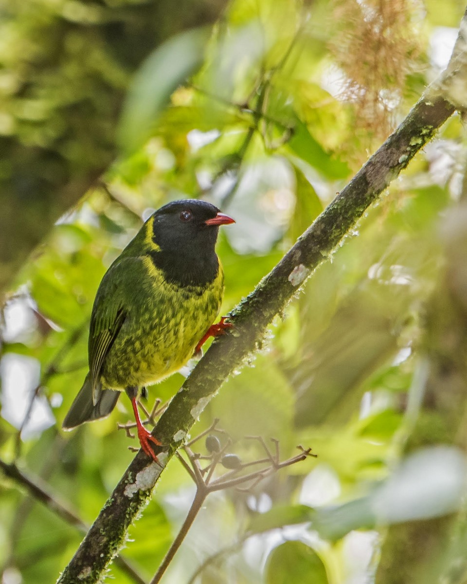 Green-and-black Fruiteater - Ragupathy Kannan