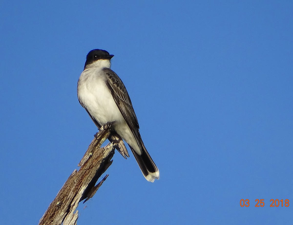 Eastern Kingbird - ML91343341