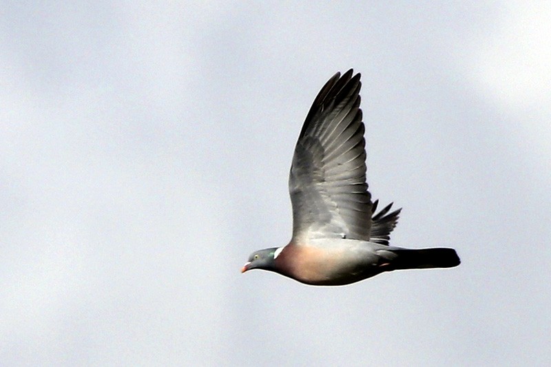 Common Wood-Pigeon - ML91344341