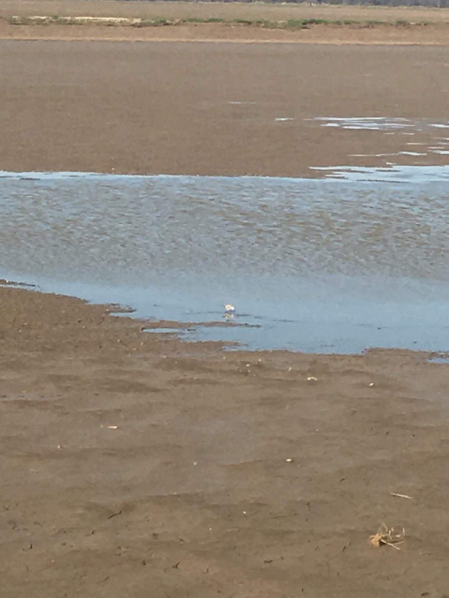 Bécasseau sanderling - ML91344401