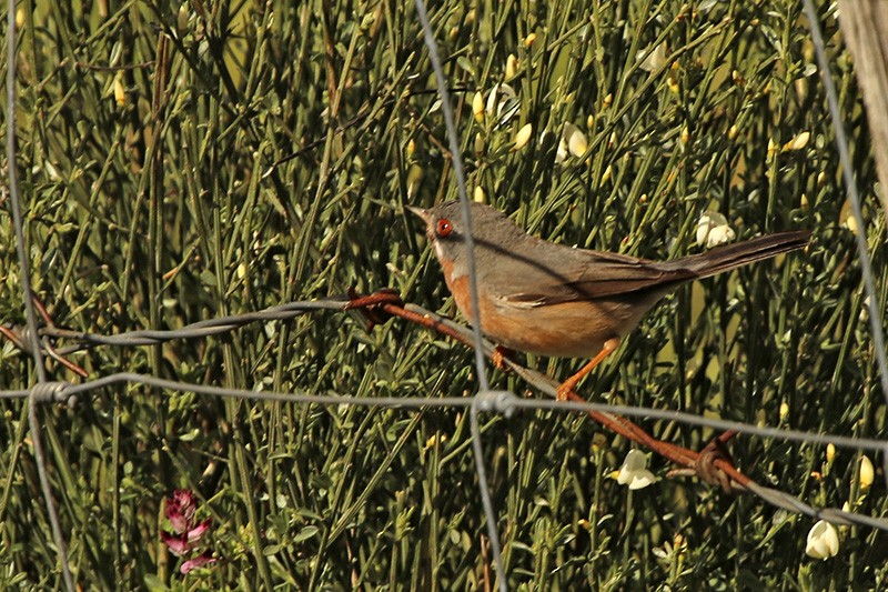 Western Subalpine Warbler - Francisco Barroqueiro