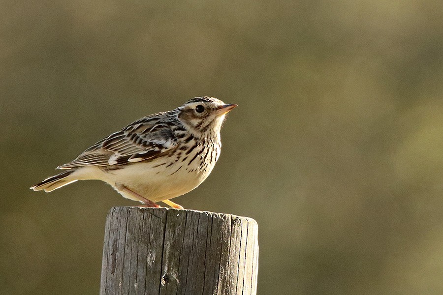 Wood Lark - Francisco Barroqueiro