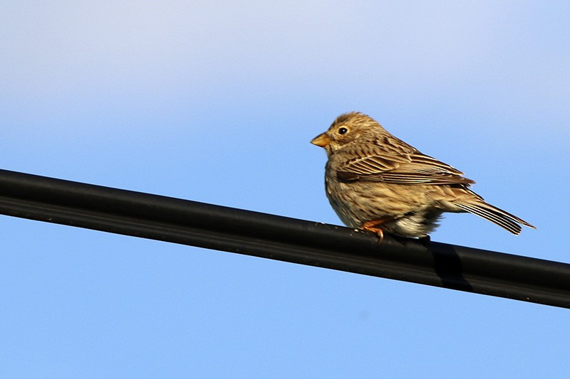 Corn Bunting - ML91346011