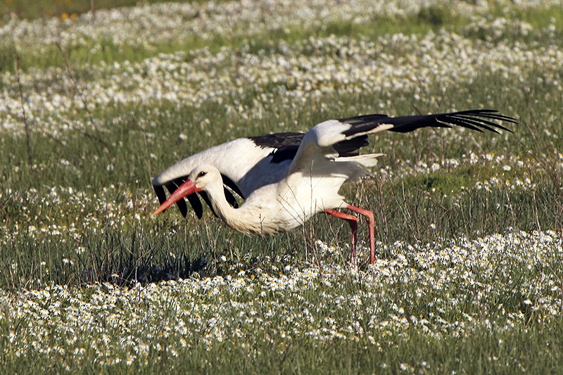 Cigogne blanche - ML91346111