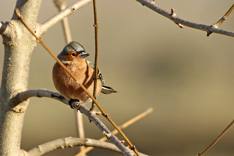 Common Chaffinch - ML91346851