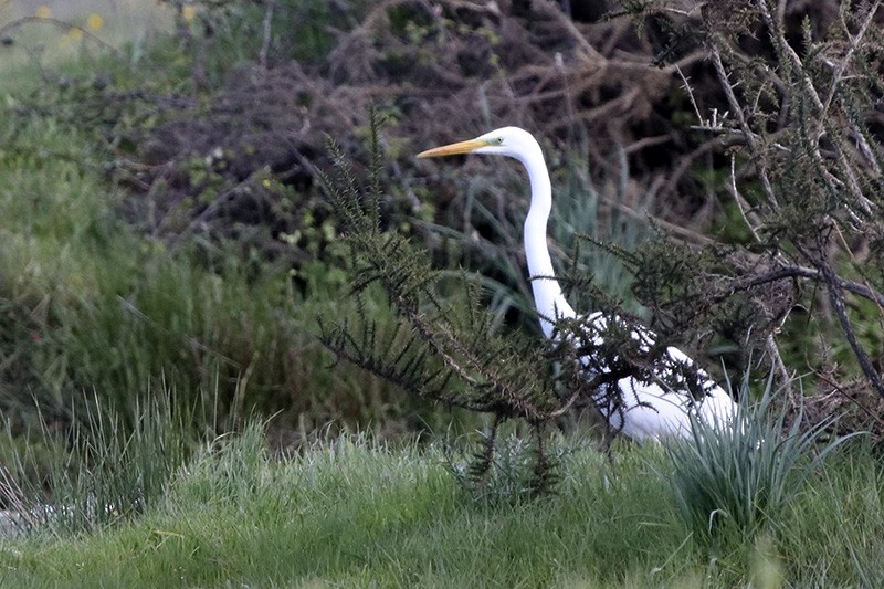 Great Egret - ML91347051