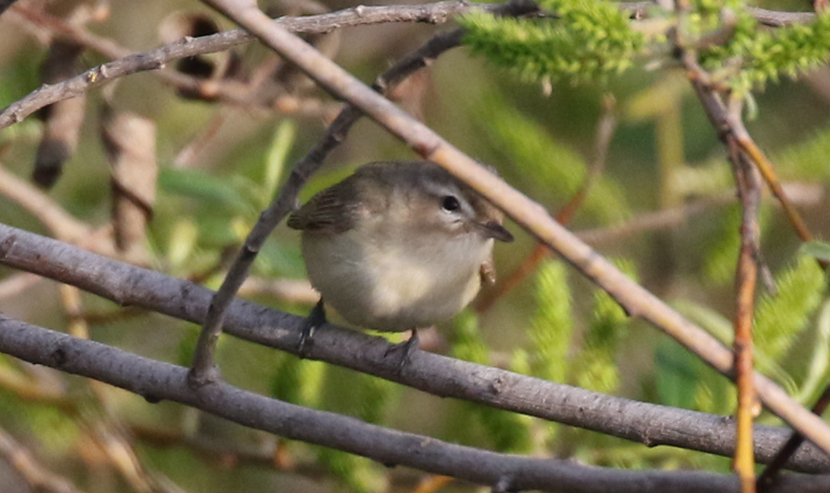 Warbling Vireo - ML91347491