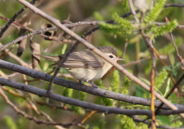 Warbling Vireo - ML91347511