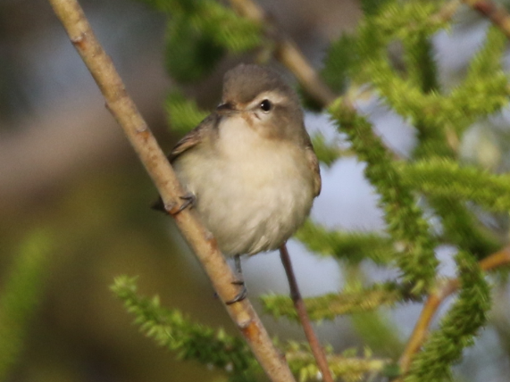 Warbling Vireo - ML91347541