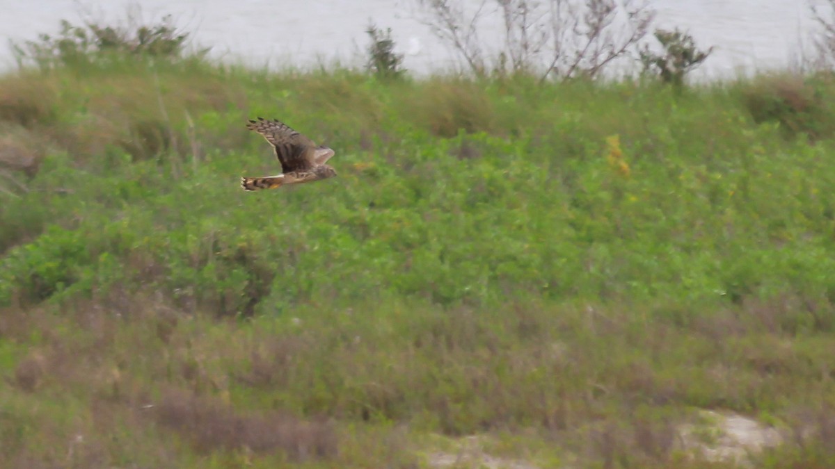 Northern Harrier - Peter Lewis