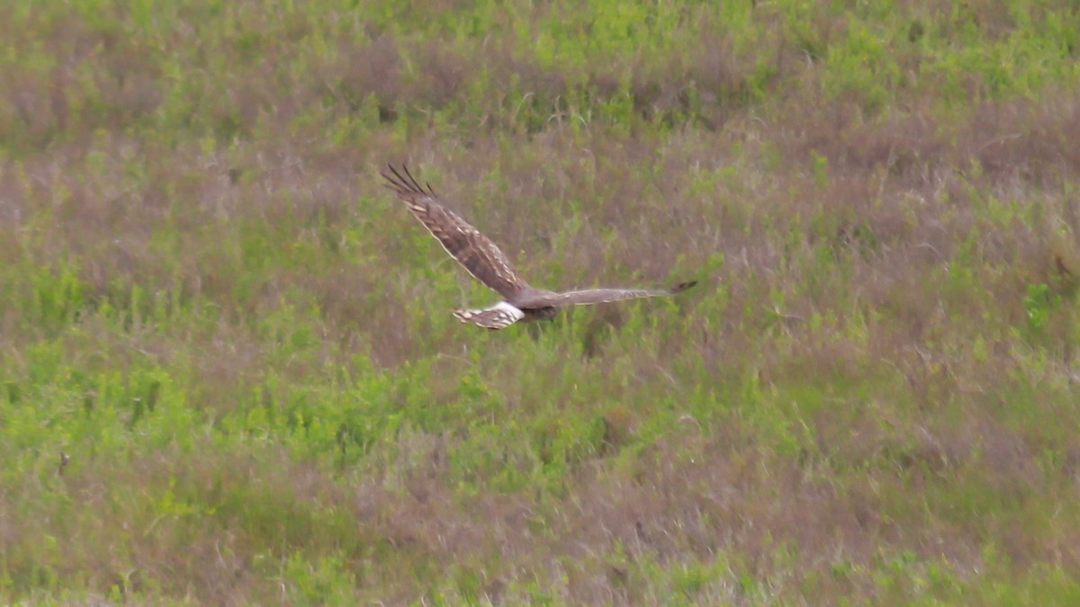 Northern Harrier - Peter Lewis