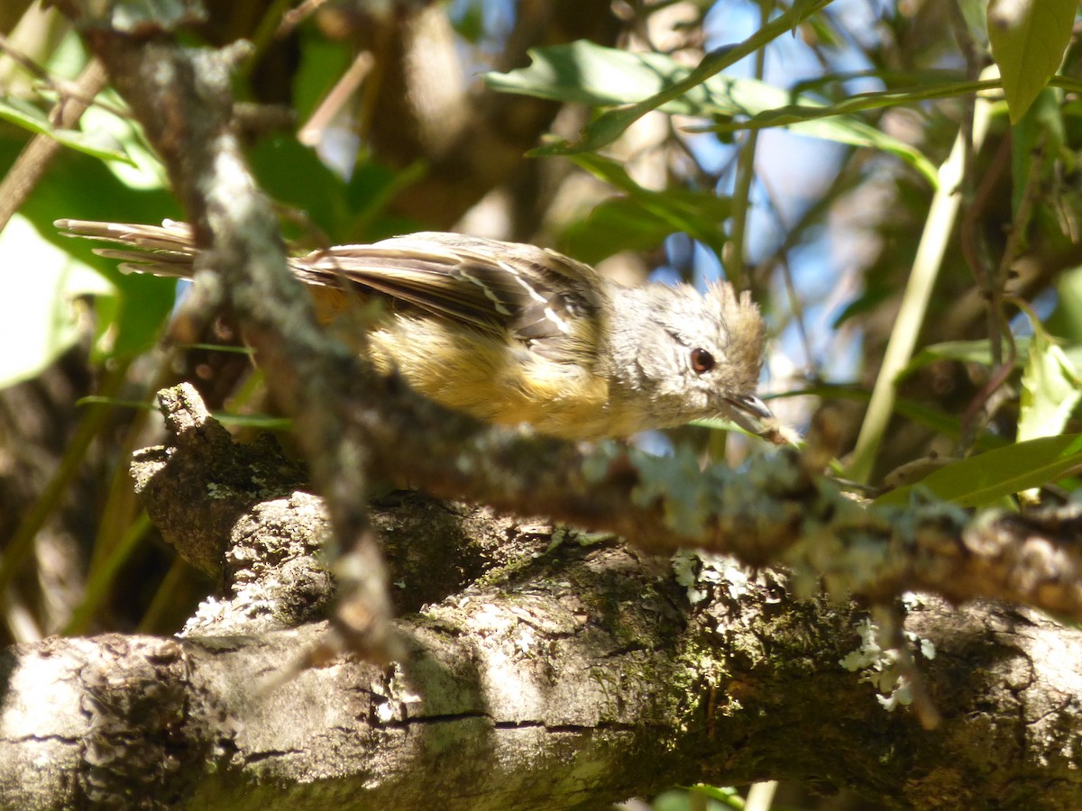 Variable Antshrike - ML91347801