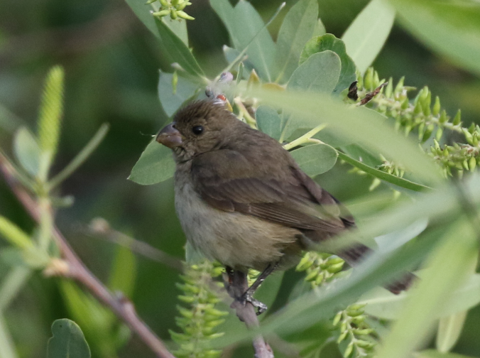 Cinnamon-rumped Seedeater - ML91348271