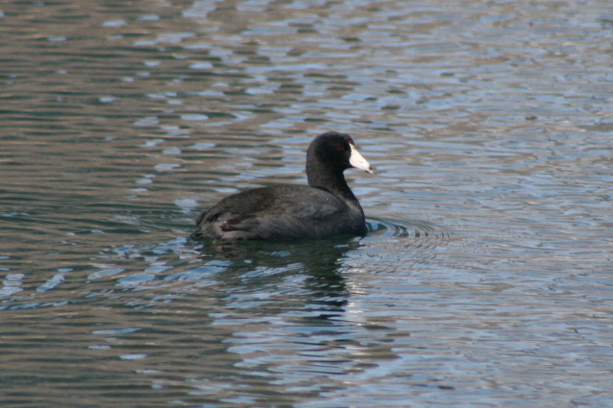 American Coot - ML91349691