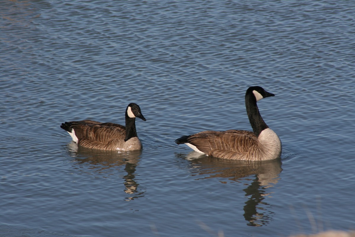 Canada Goose - ML91352141