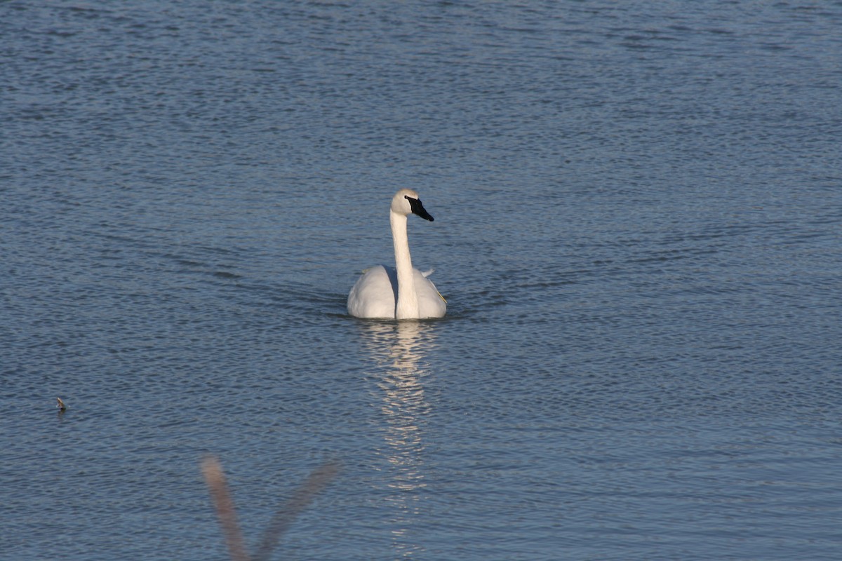 Trumpeter Swan - ML91352261