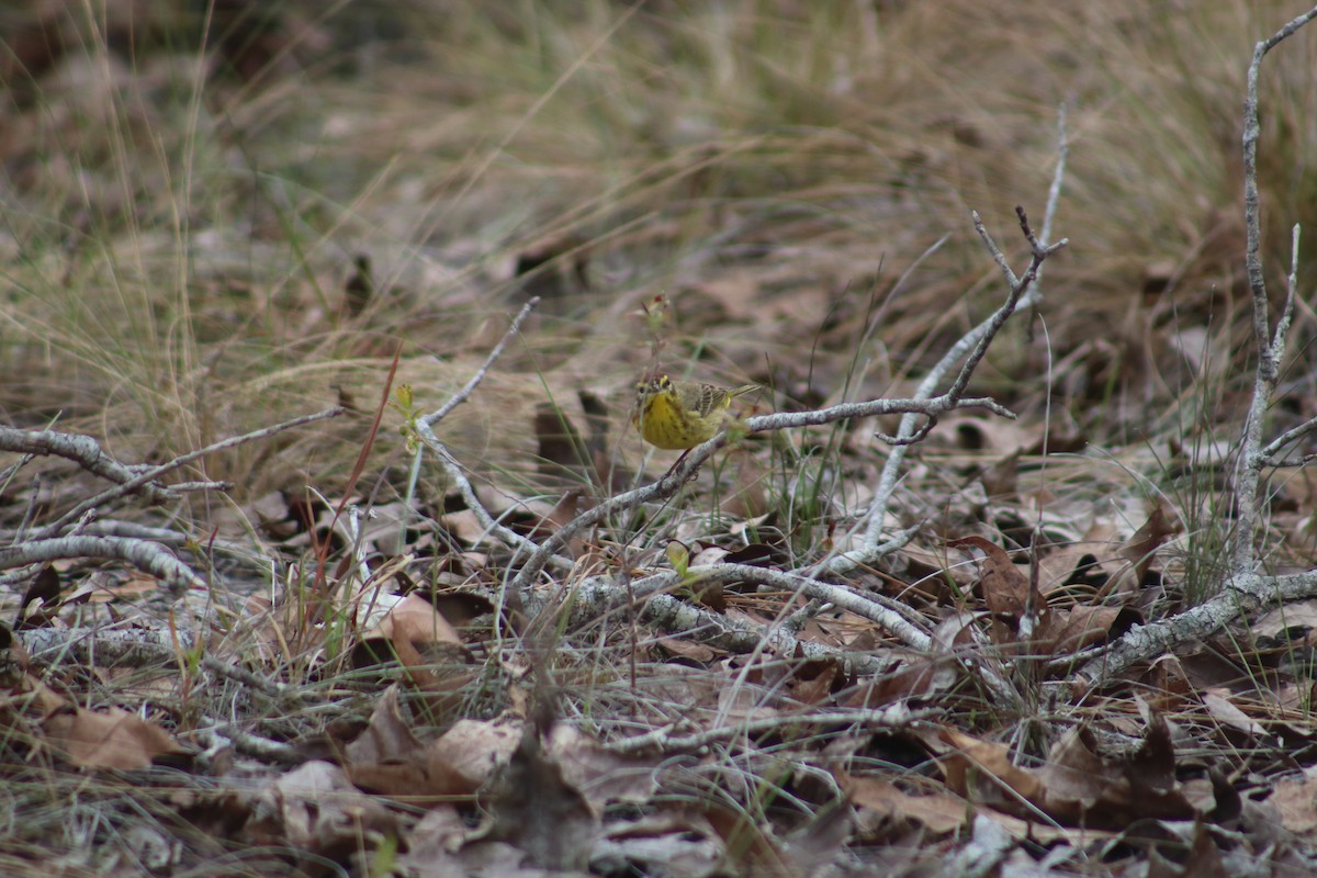 Palm Warbler - ML91354051