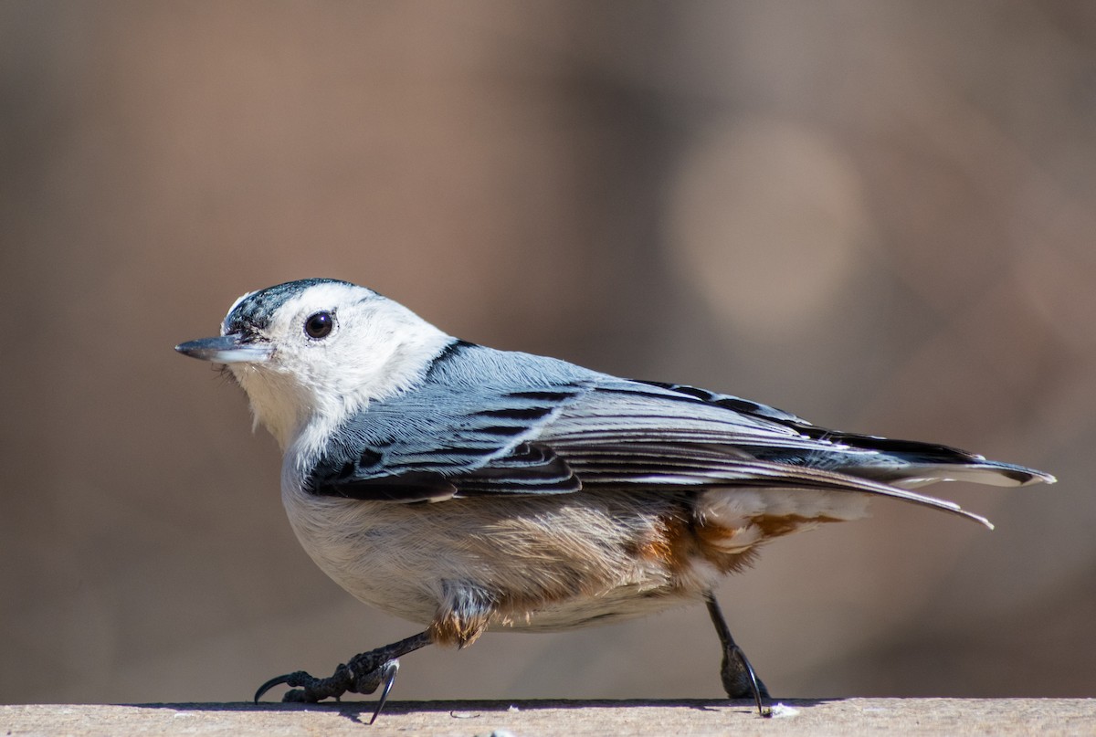 White-breasted Nuthatch - ML91354071