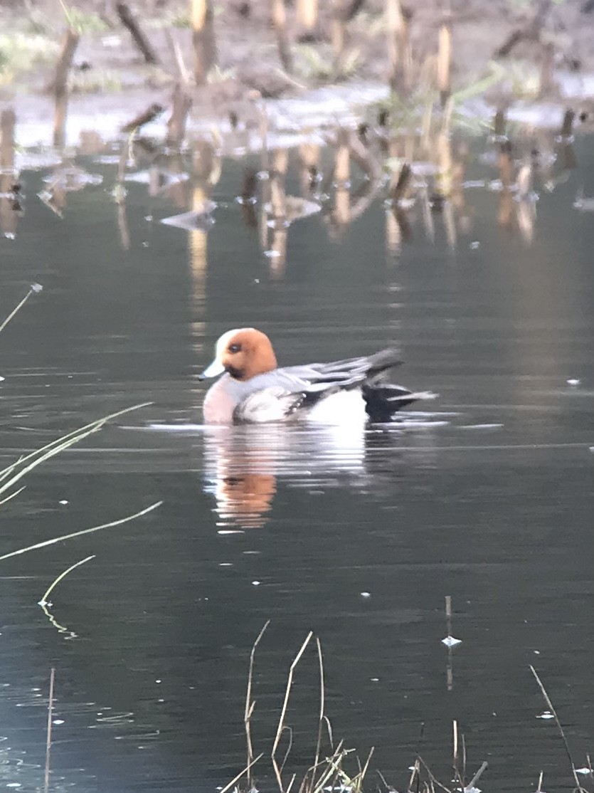 Eurasian Wigeon - ML91359891