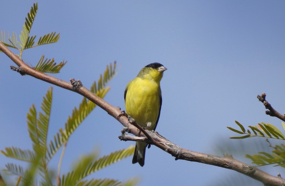 Chardonneret mineur - ML91361771