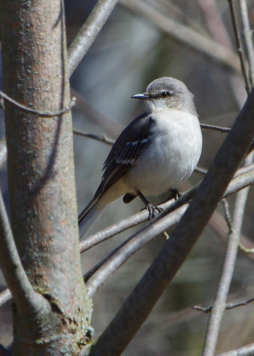 Northern Mockingbird - ML91365781