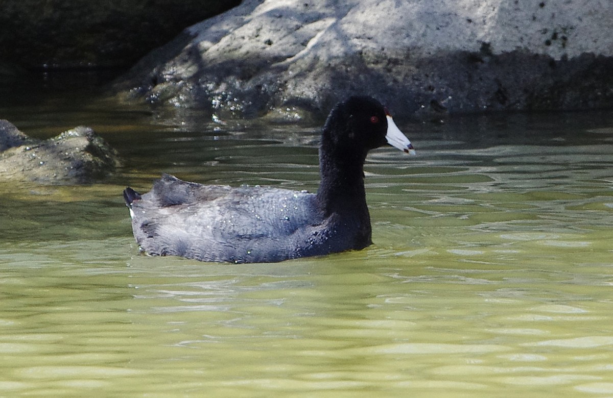 American Coot - ML91366061