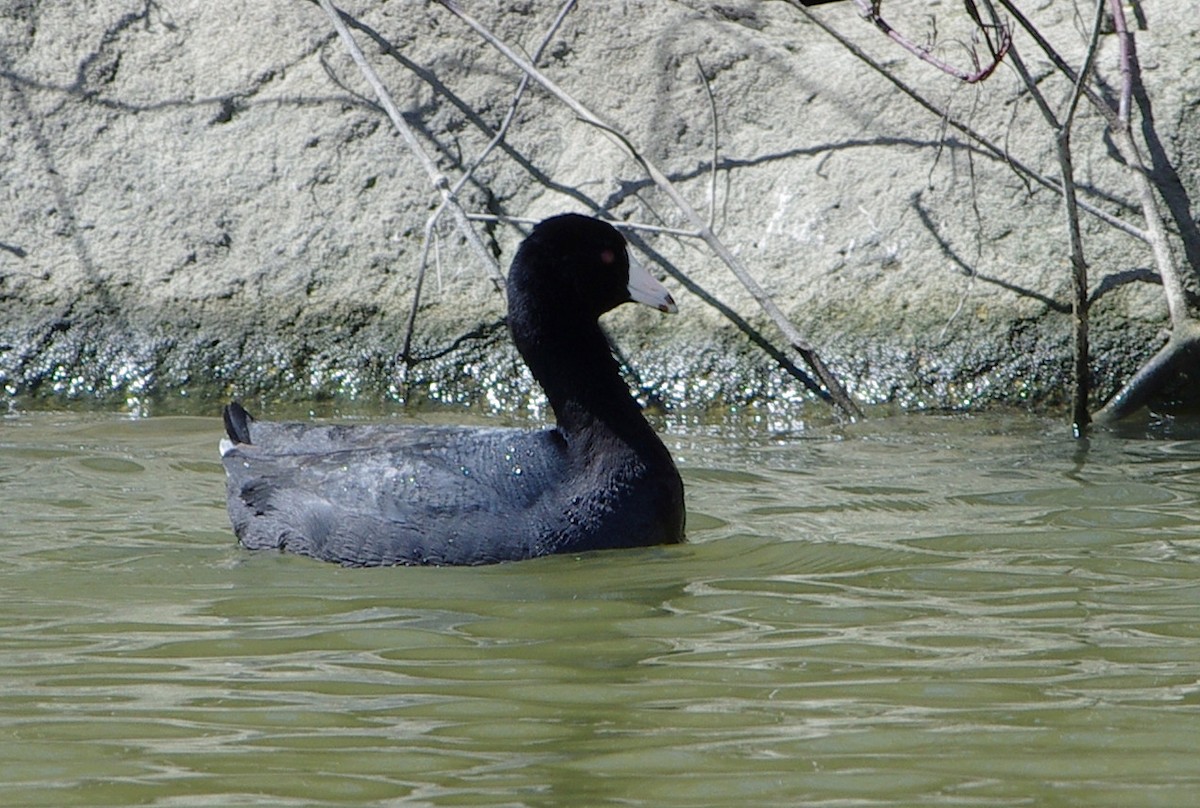 American Coot - Mary Caldwell