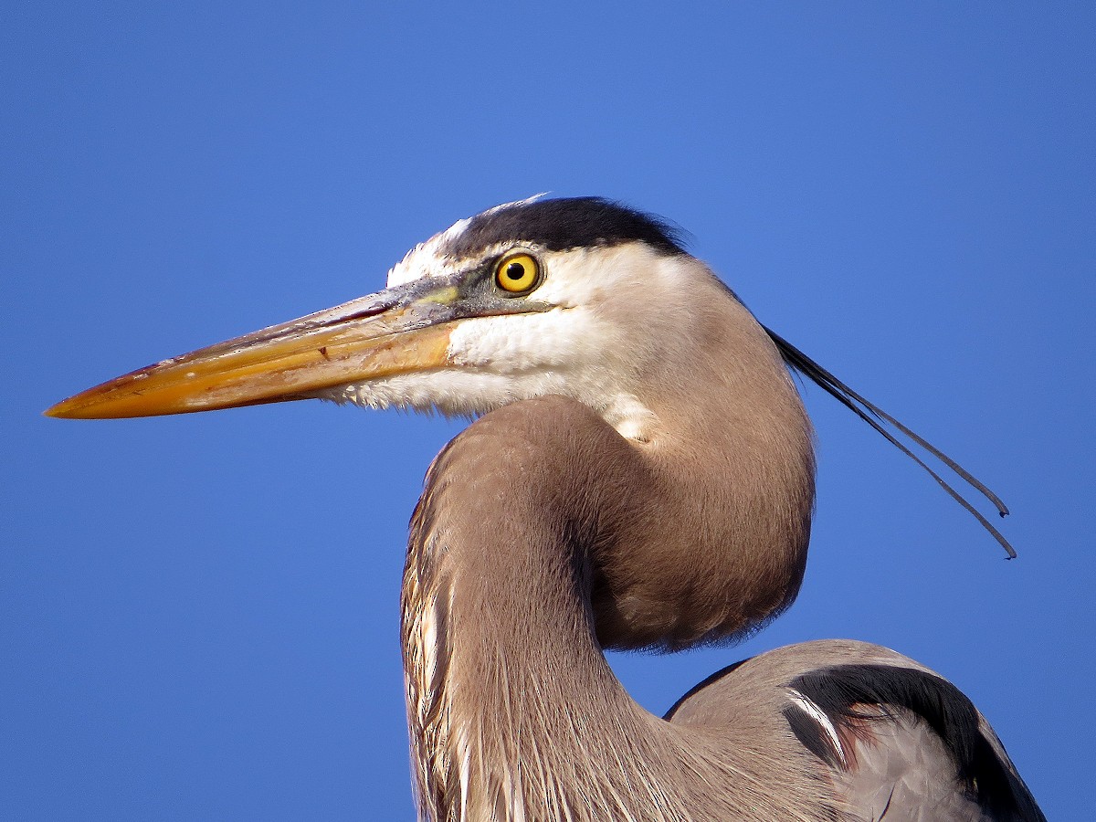 Great Blue Heron - ML91367531