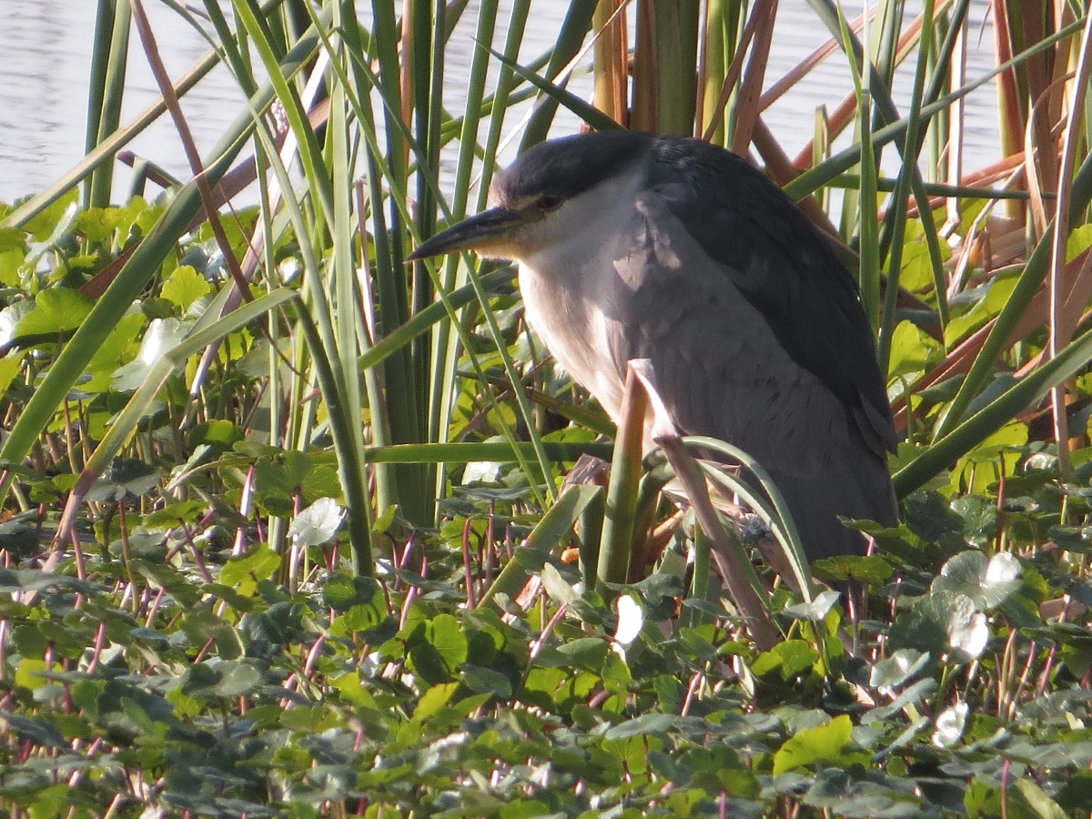 Amiltxori arrunta - ML91367711