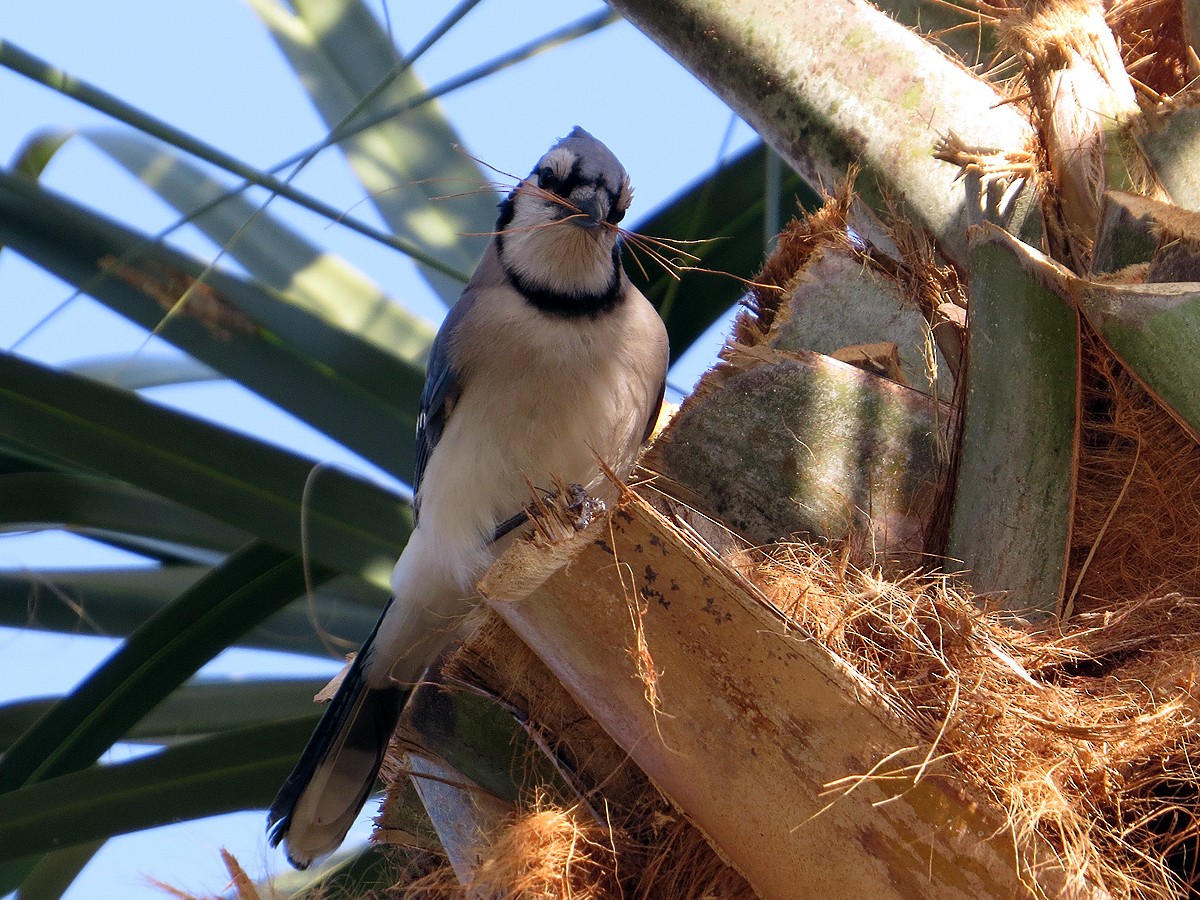 Blue Jay - ML91367751