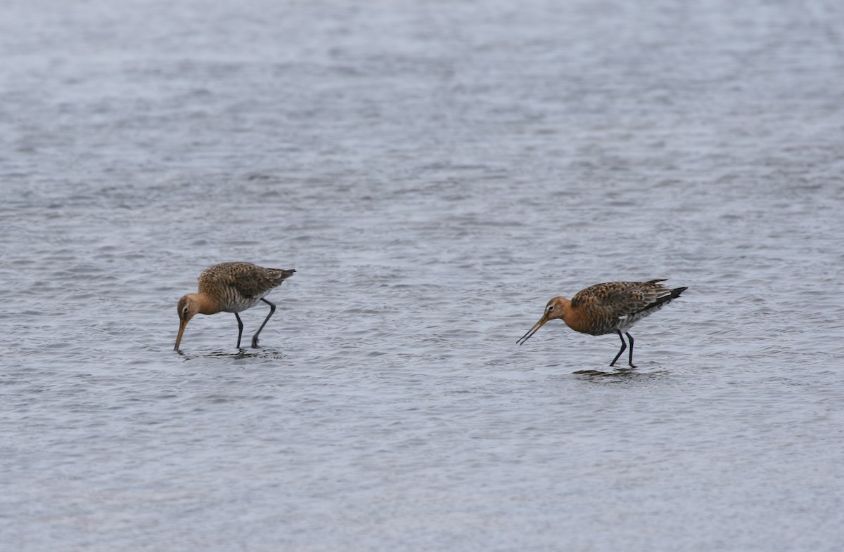 Black-tailed Godwit - ML91369791