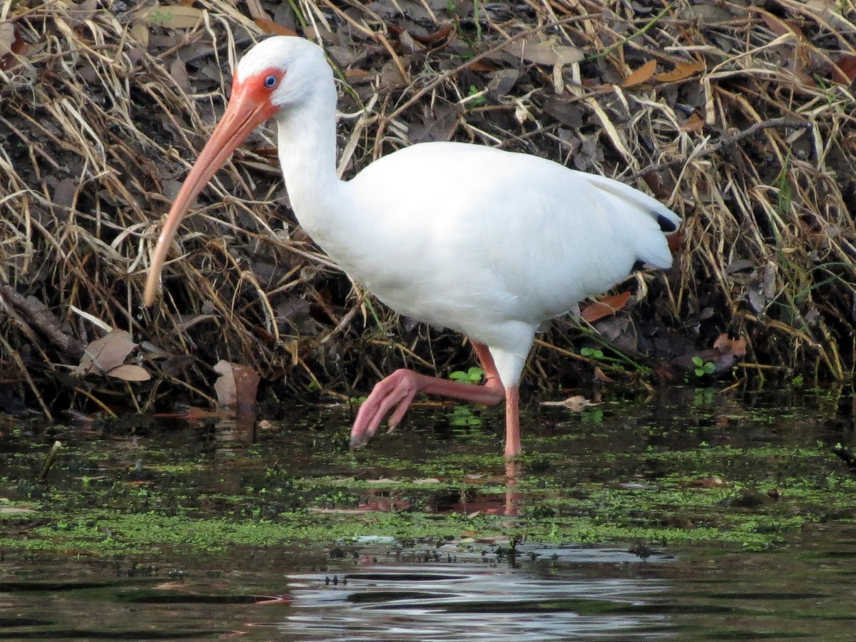 ibis bílý - ML91370681