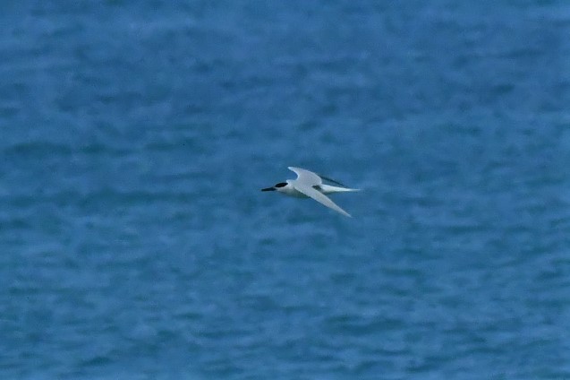 Sandwich Tern - ML91370961