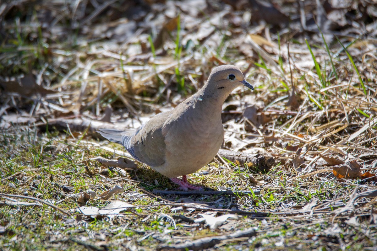 Mourning Dove - Brian O'Connor