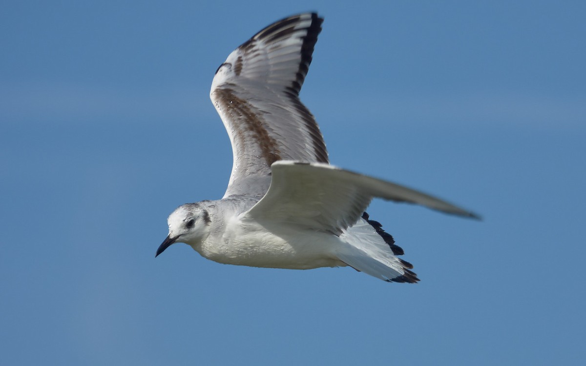 Bonaparte's Gull - ML91371301