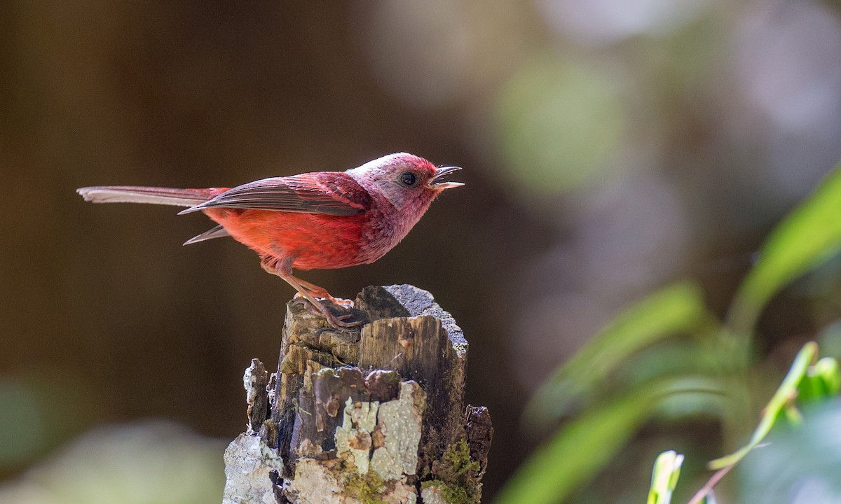 Pink-headed Warbler - ML91372561