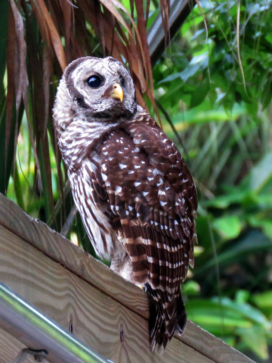 Barred Owl - ML91373211