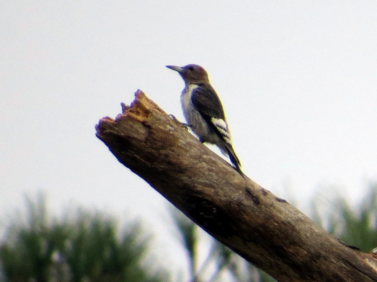 Red-headed Woodpecker - ML91373941