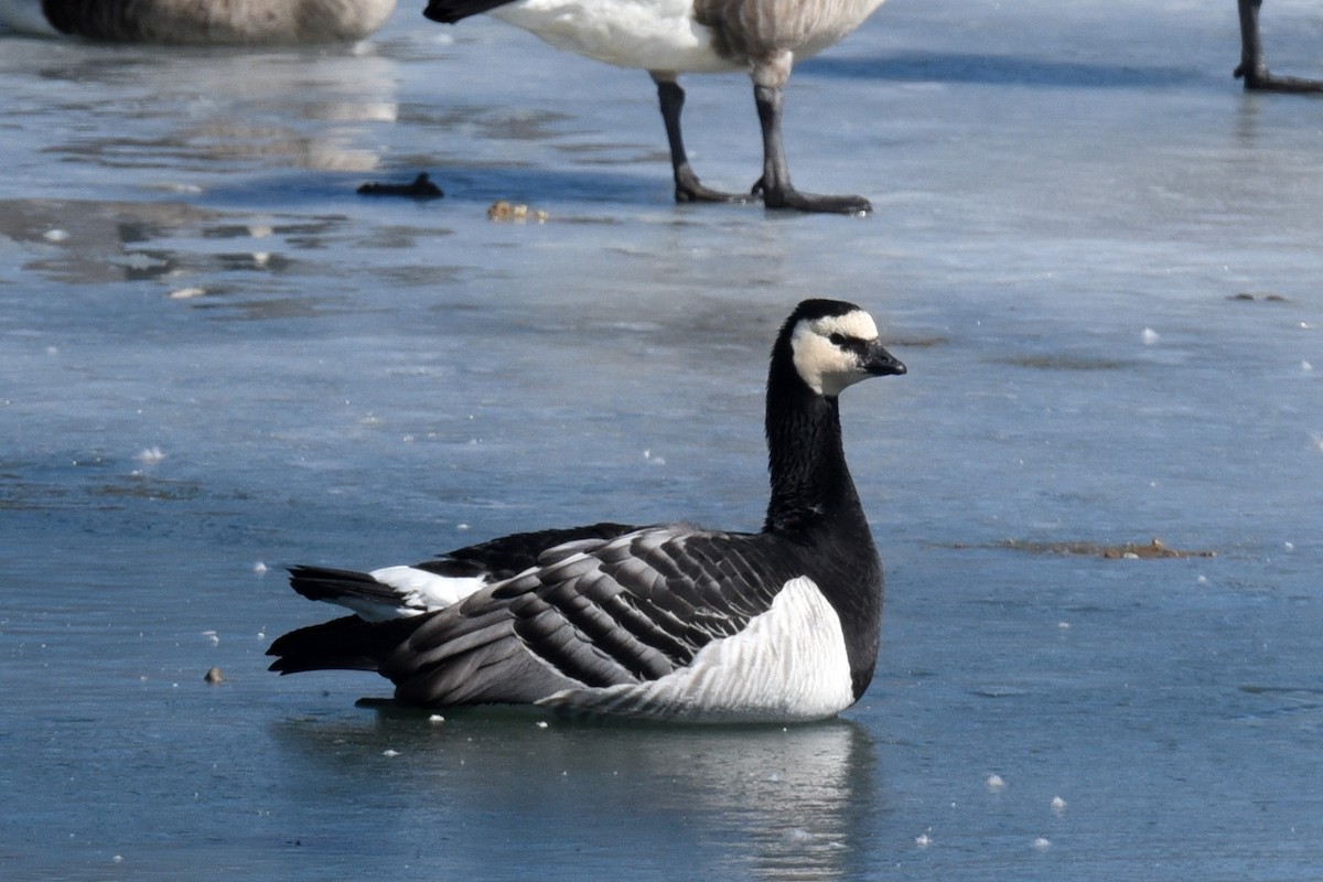 Barnacle Goose - ML91374211