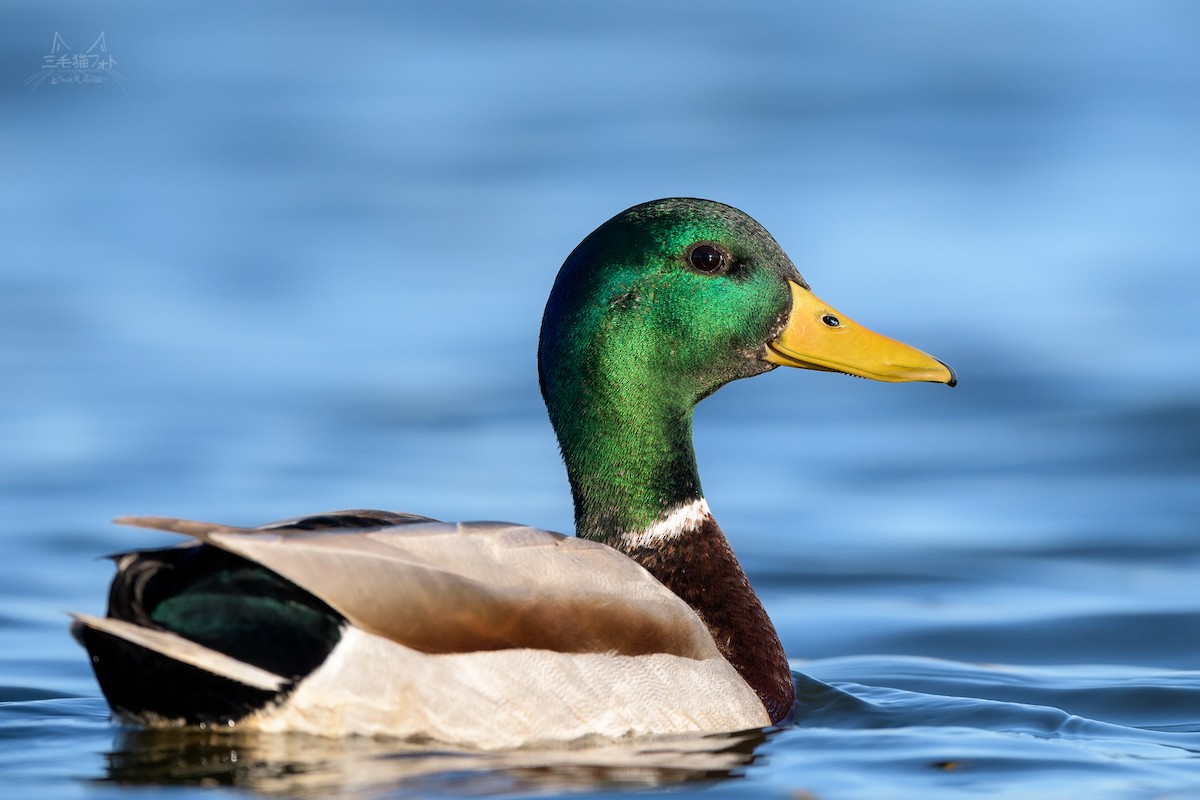 Mallard - ML91375081