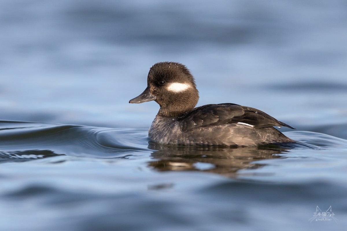 Bufflehead - ML91375891